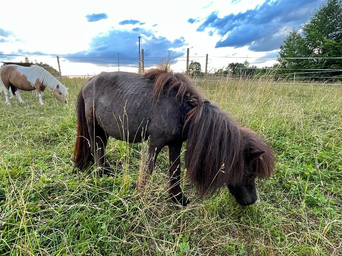 Pony Johann vom Spirito Elvetico