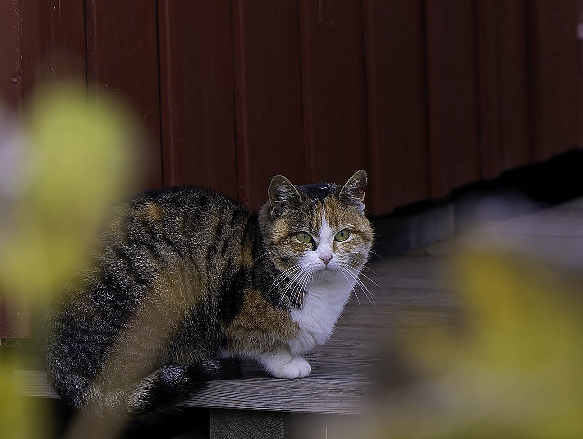 ProTier im Einsatz für heimatlose Katzen