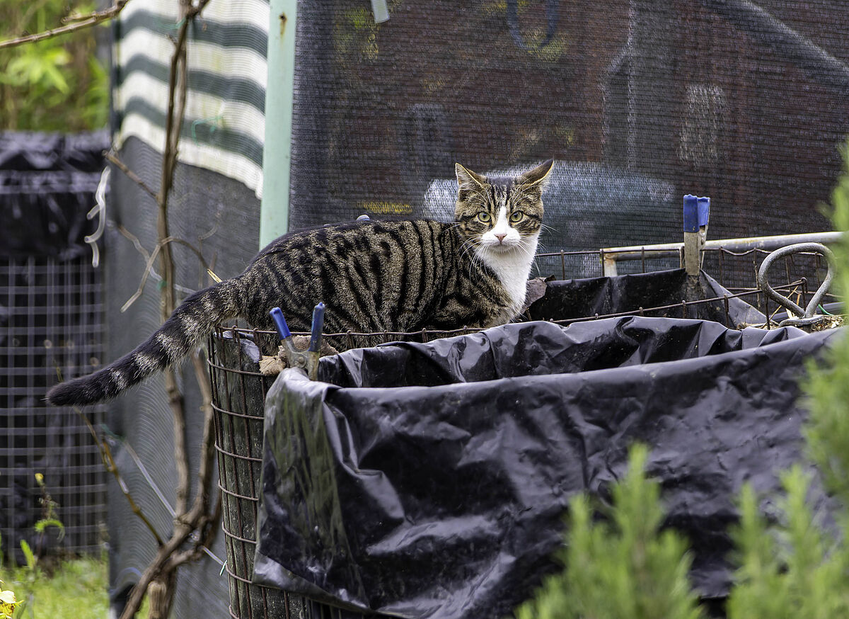 ProTier im Einsatz für heimatlose Katzen