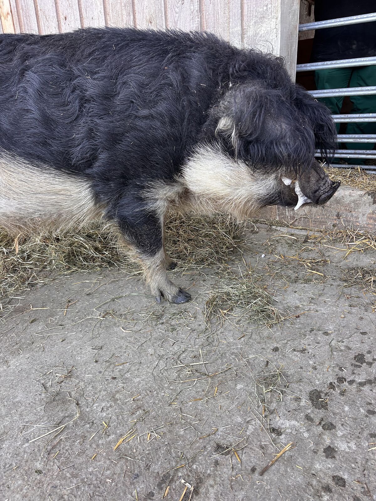 Wollschwein