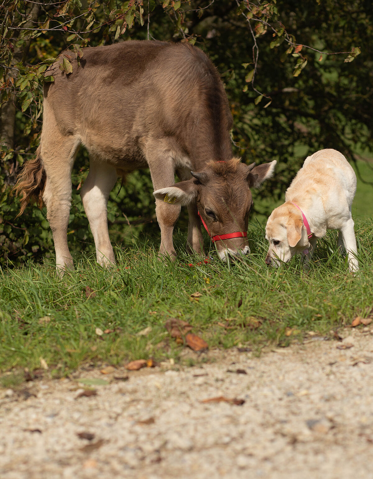 Willy und Amelia