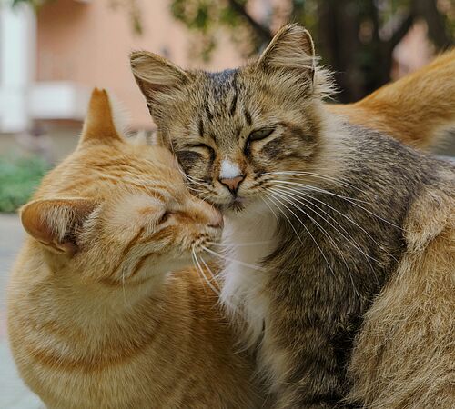 Heimatlose Katzen und ihre Freundschaften
