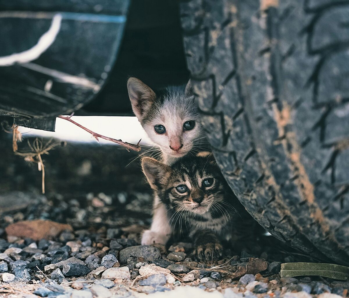 Halbwilde Katzen