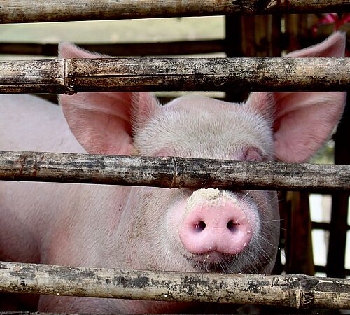 Schweineüberproduktion: Geboren für den Überschuss