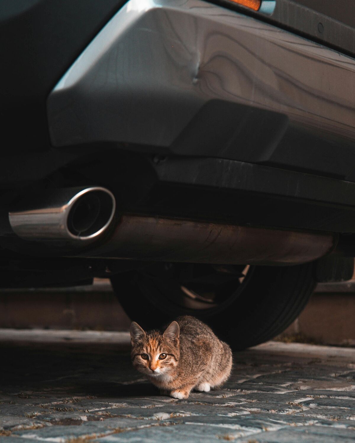 Katze versteckt sich unter Auto