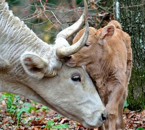 Petition "Beendet die Isolation von Kälbern"