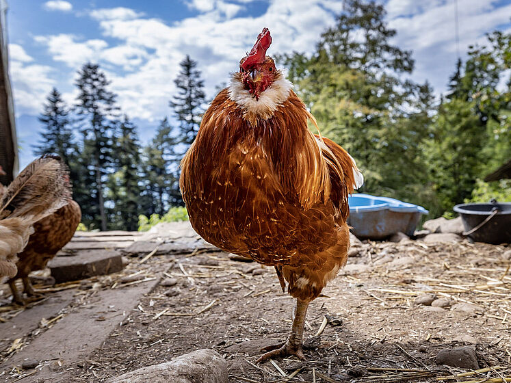 Tierschutzstelle Stiftung Felsentor Vitznau