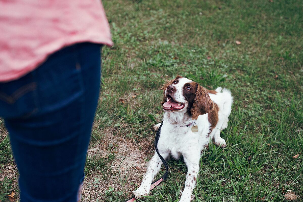 Hundetraining