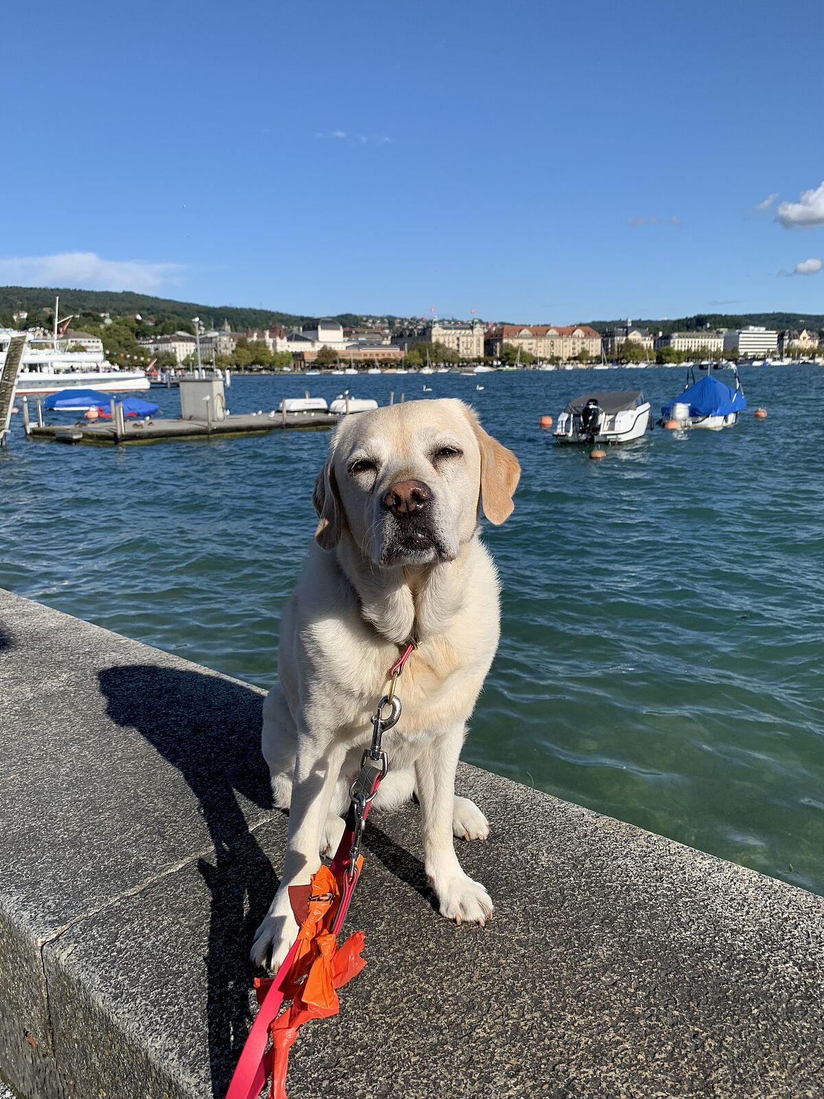 ProTier Botschafter Amelia