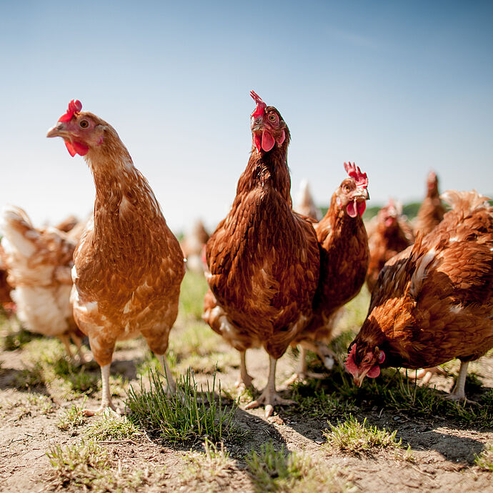 Osterfeier ohne Eier