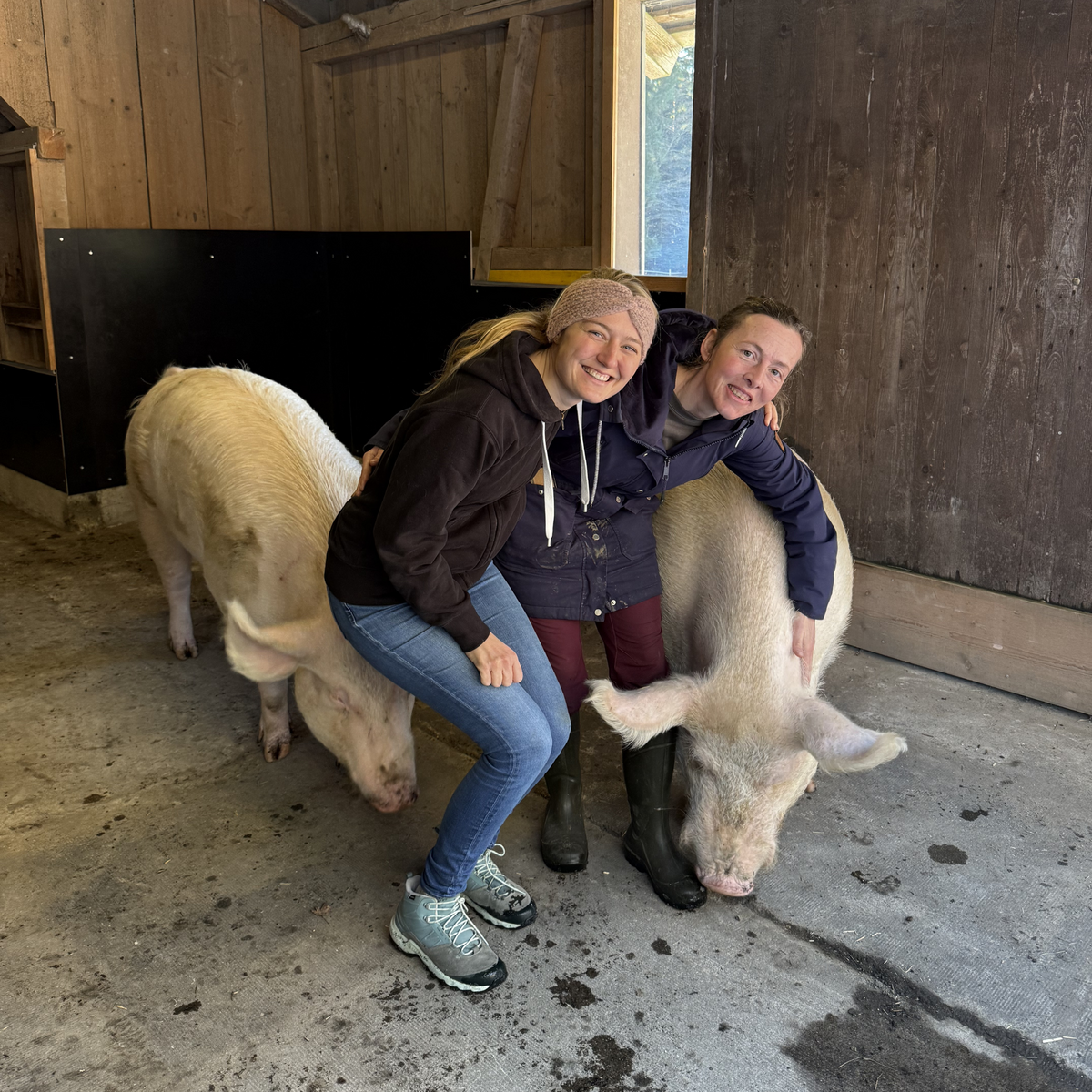Schweinerettung auf Lebenshof Hashüsli