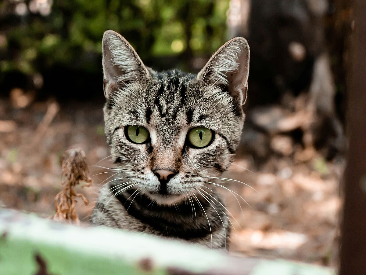 Streunerkatze