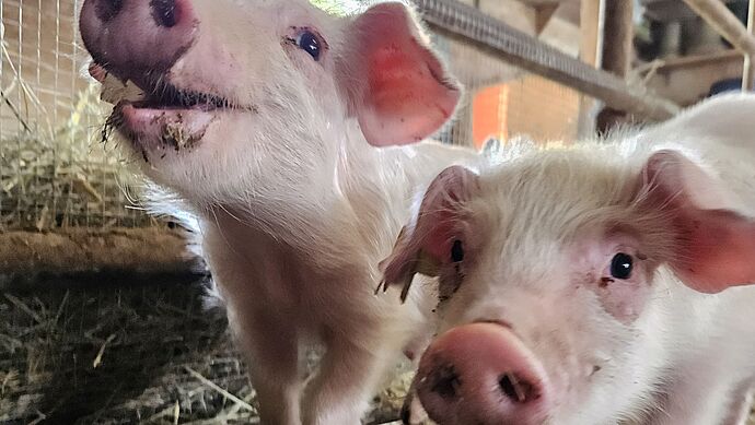 Dem Schlachthof entkommen: Zwei Schweinchen im Glück