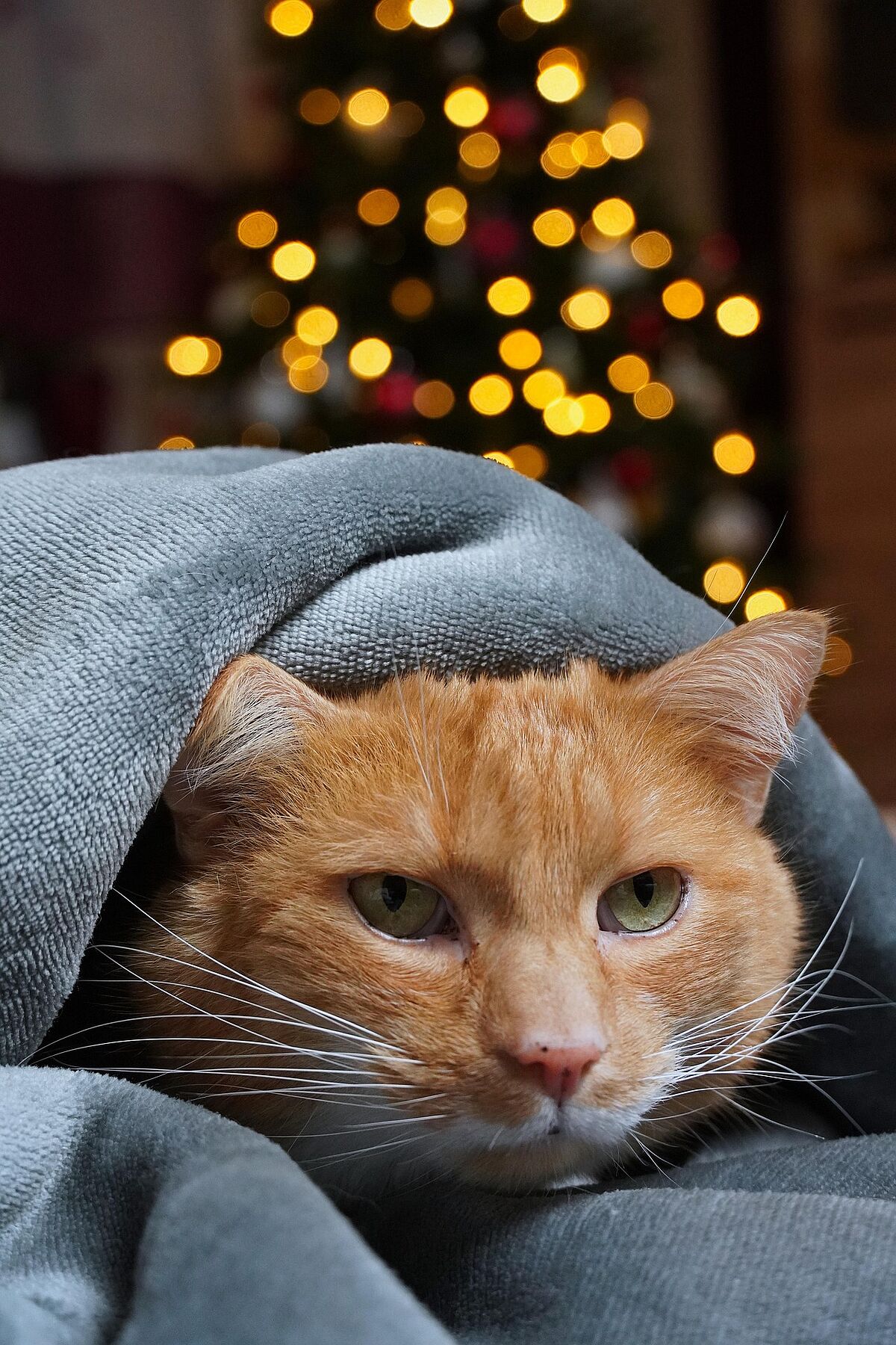Tiere haben Angst vor Feuerwerk