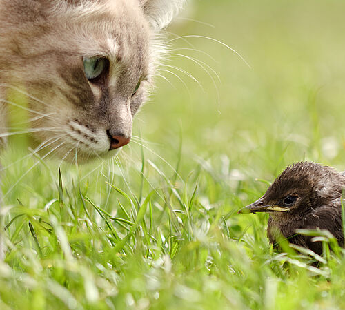 Heimatlose Katzen & Wildtiere: Konkurrenz oder Koexistenz