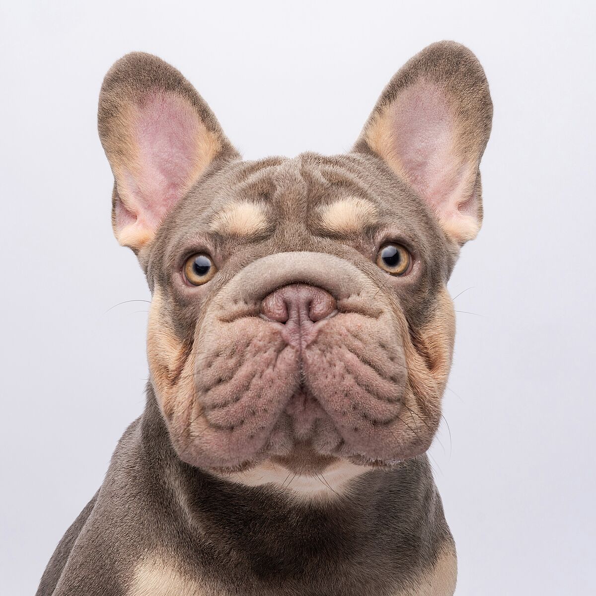 Qualzucht Hund