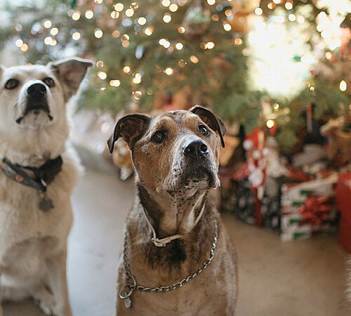 Tierfreundliche Weihnachtsgeschenke