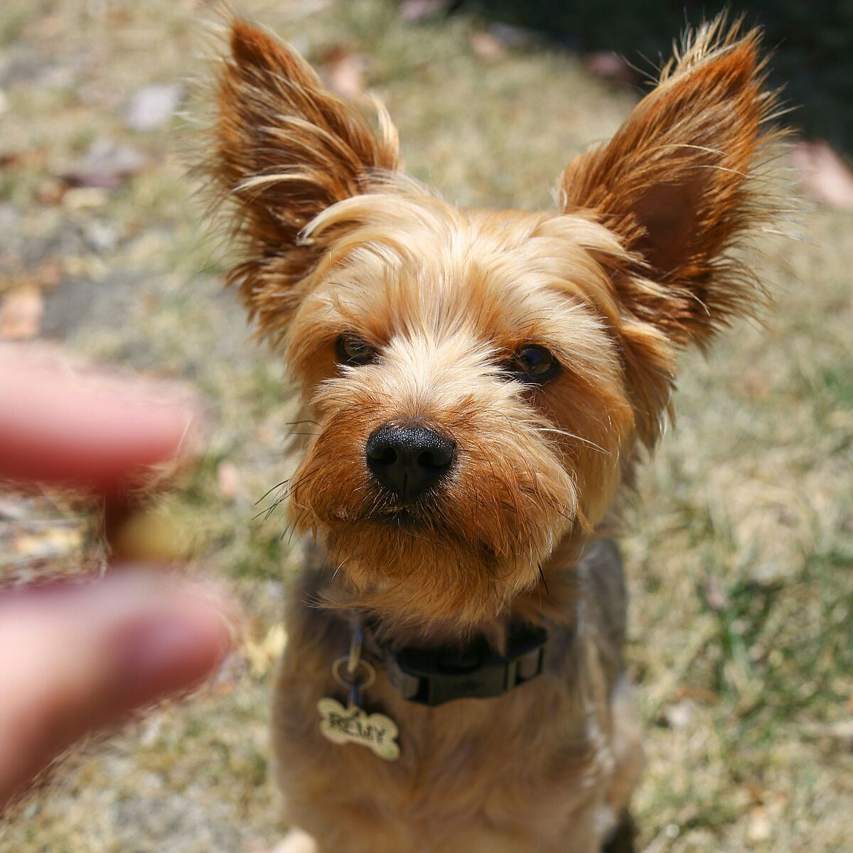 Hund wartet auf Leckerli
