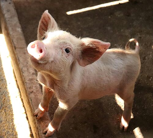 Schweine: keine Nummern, sondern Individuen