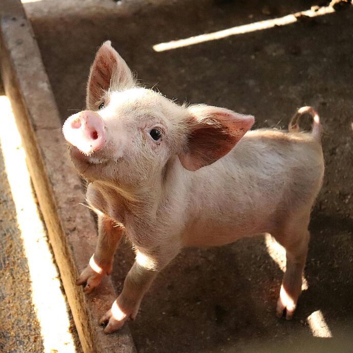 Schweinerettung mit Herz