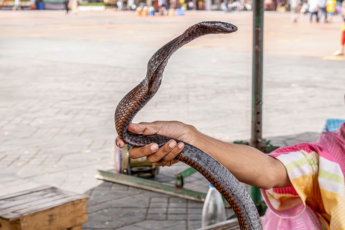 Viele Tiere leiden für Touristen