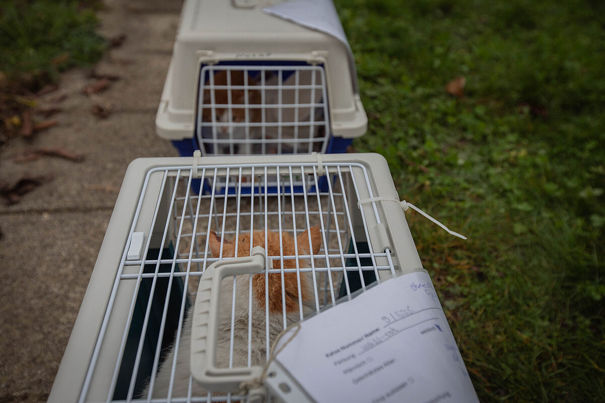 ProTier im Einsatz für heimatlose Katzen