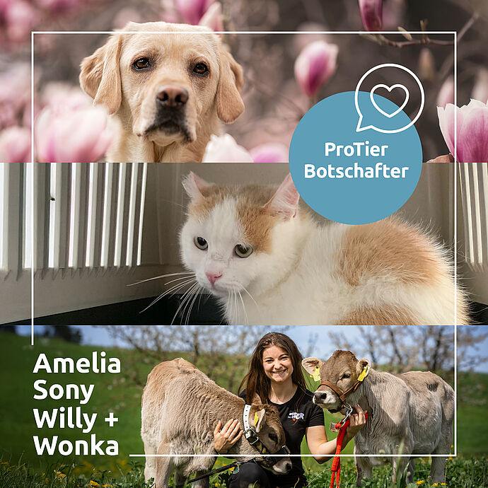 Geschichten, die bewegen - unsere ProTier Botschafter