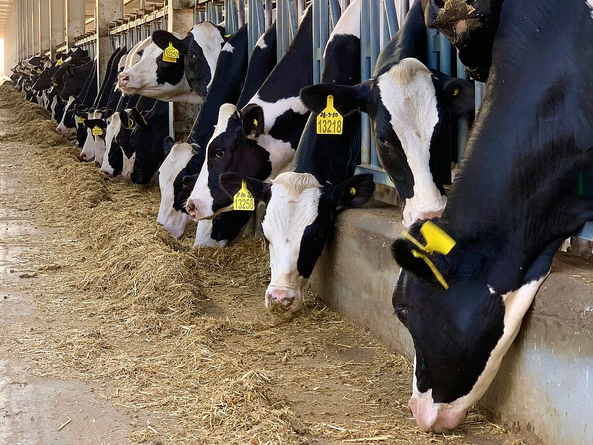 Milchkühe im Stall