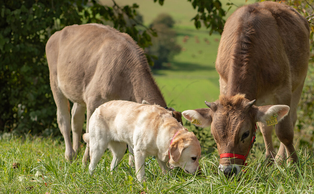 Willy und Wonka grasen gemeinsam mit Labrador Amelia
