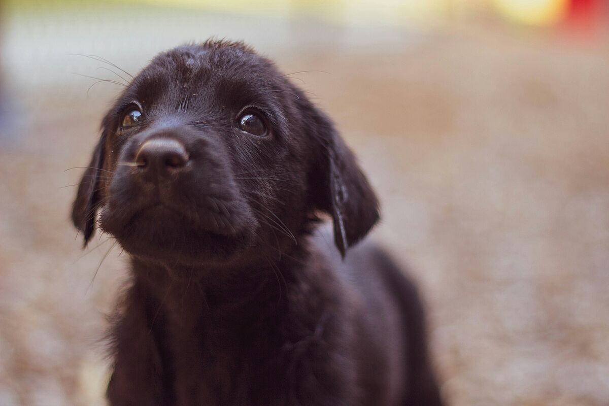 Labrador