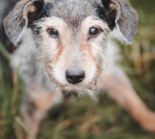 Hilfe für einen ganz besonderen Hund