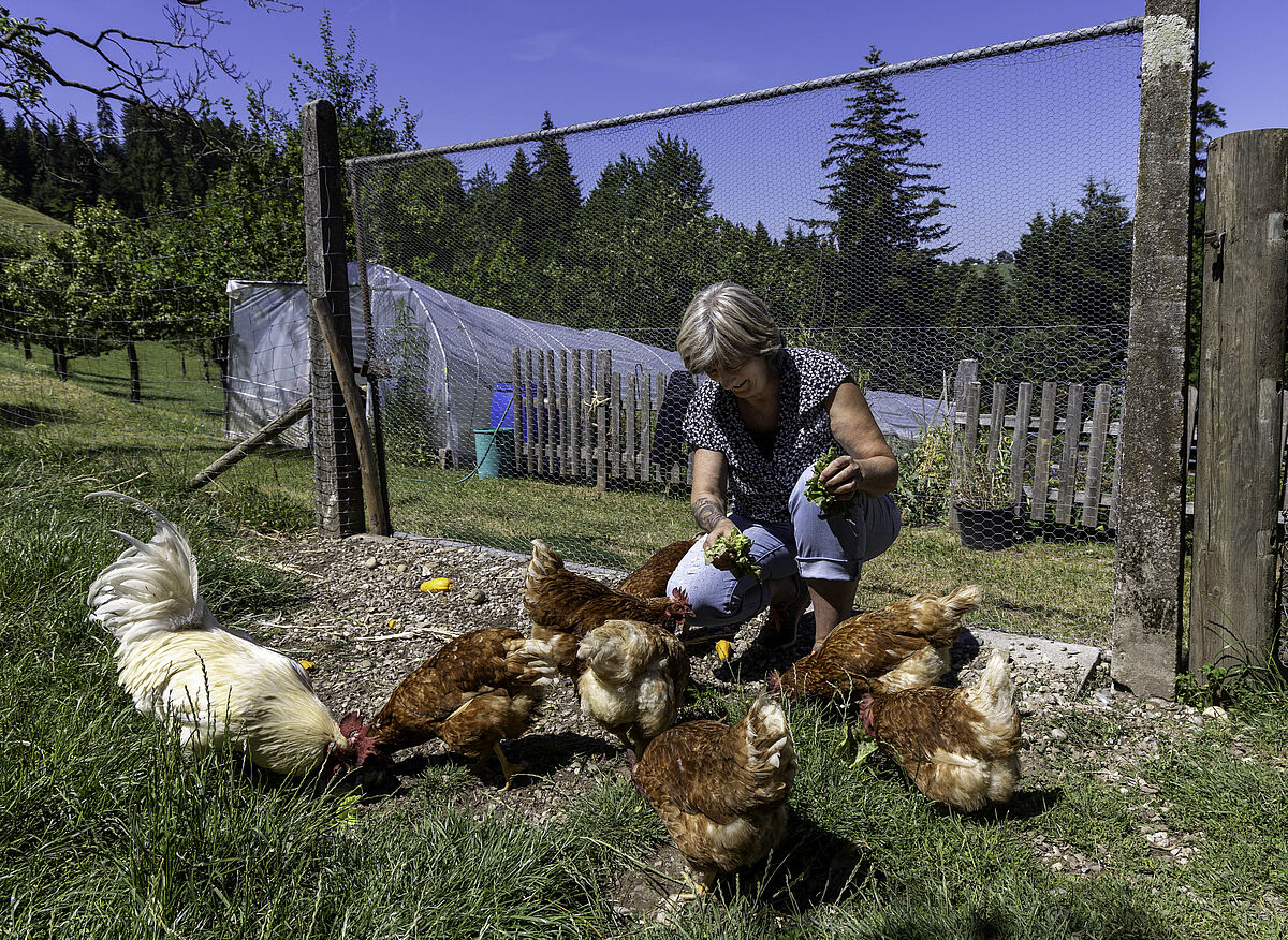 Hühner auf dem Lebenshof Bruffhof