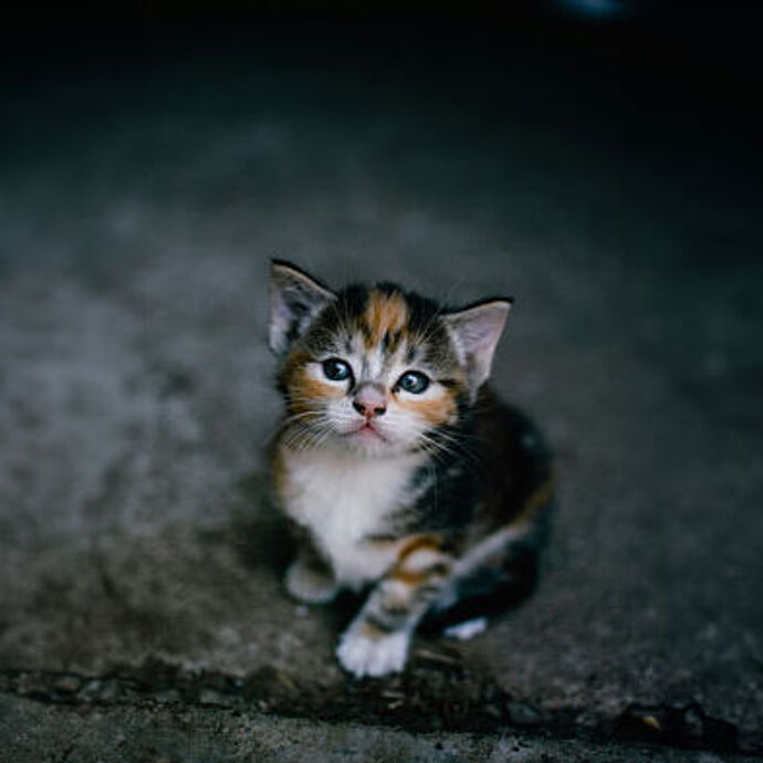 Hoffnung für heimatlose Katzen