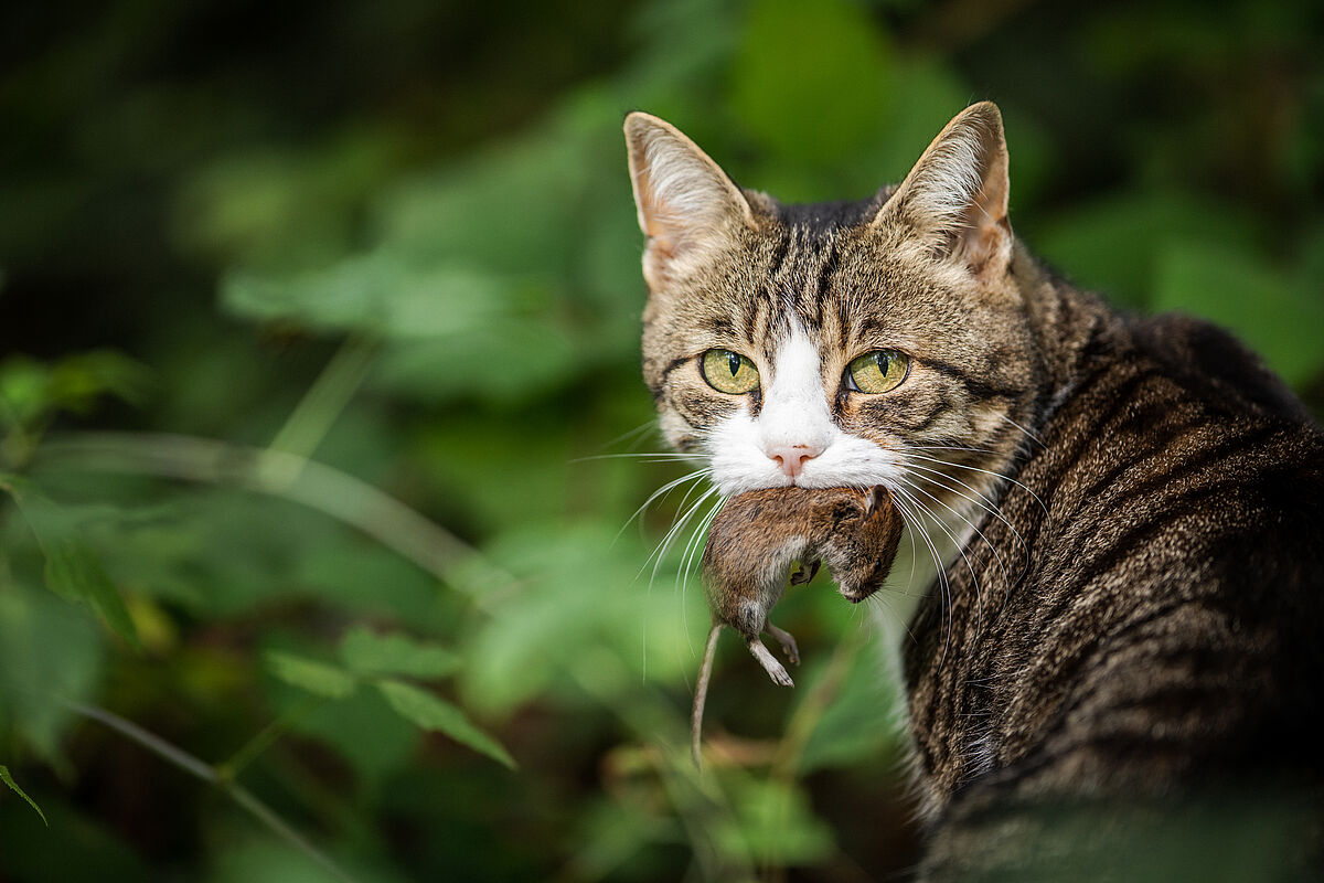 Katze als Raubtiere