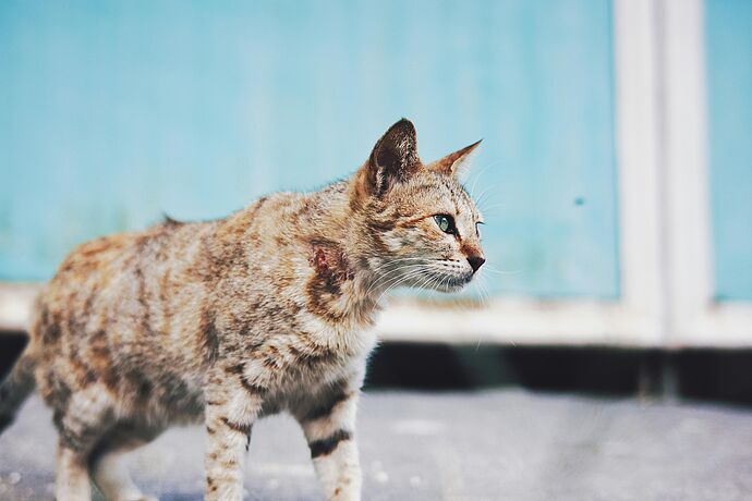 Tierschutz Netzwerk für die Kastration heimatloser Katzen