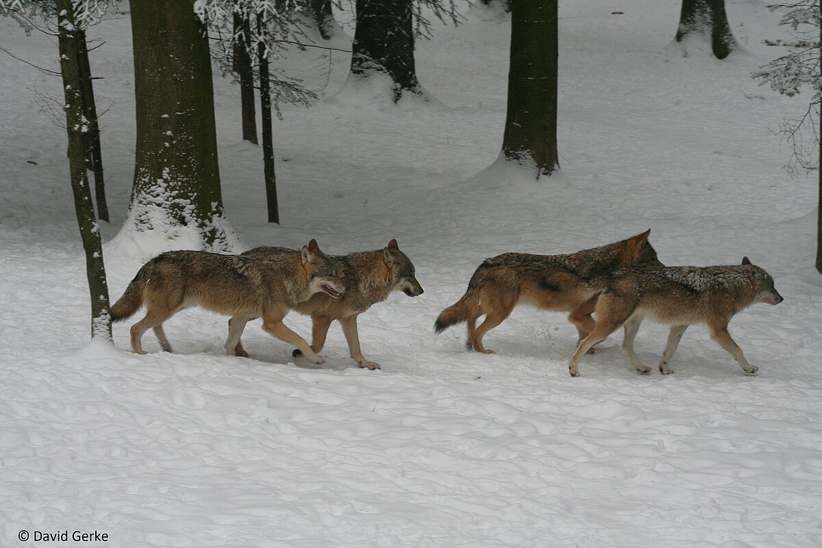 Wölfe im Schnee