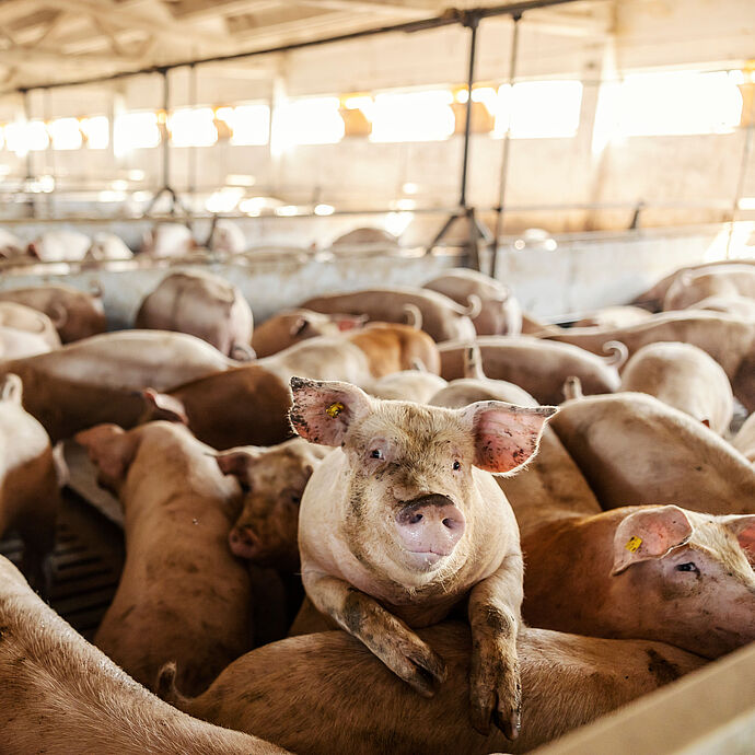 Forderung für ein gesetzliches Verbot für das Qualhormon PMSG