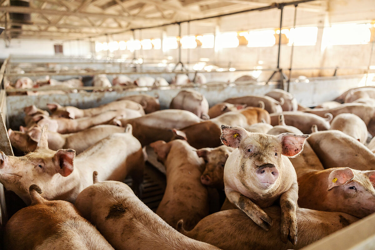 Schweinezucht