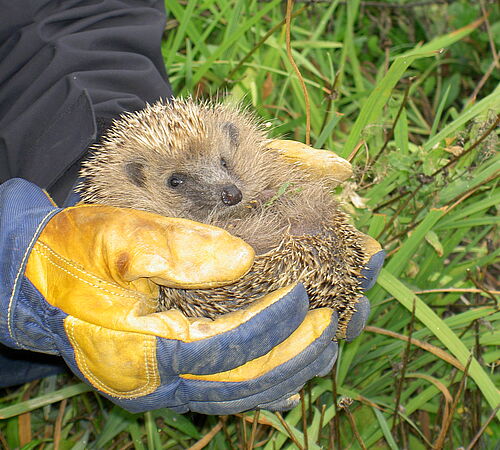 Wissenswertes über den Igel