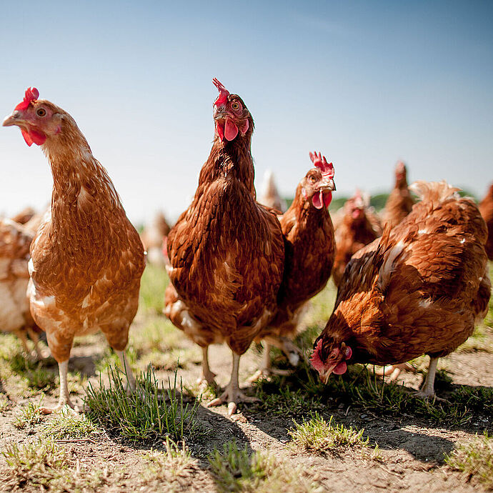 Osterfeier ohne Eier