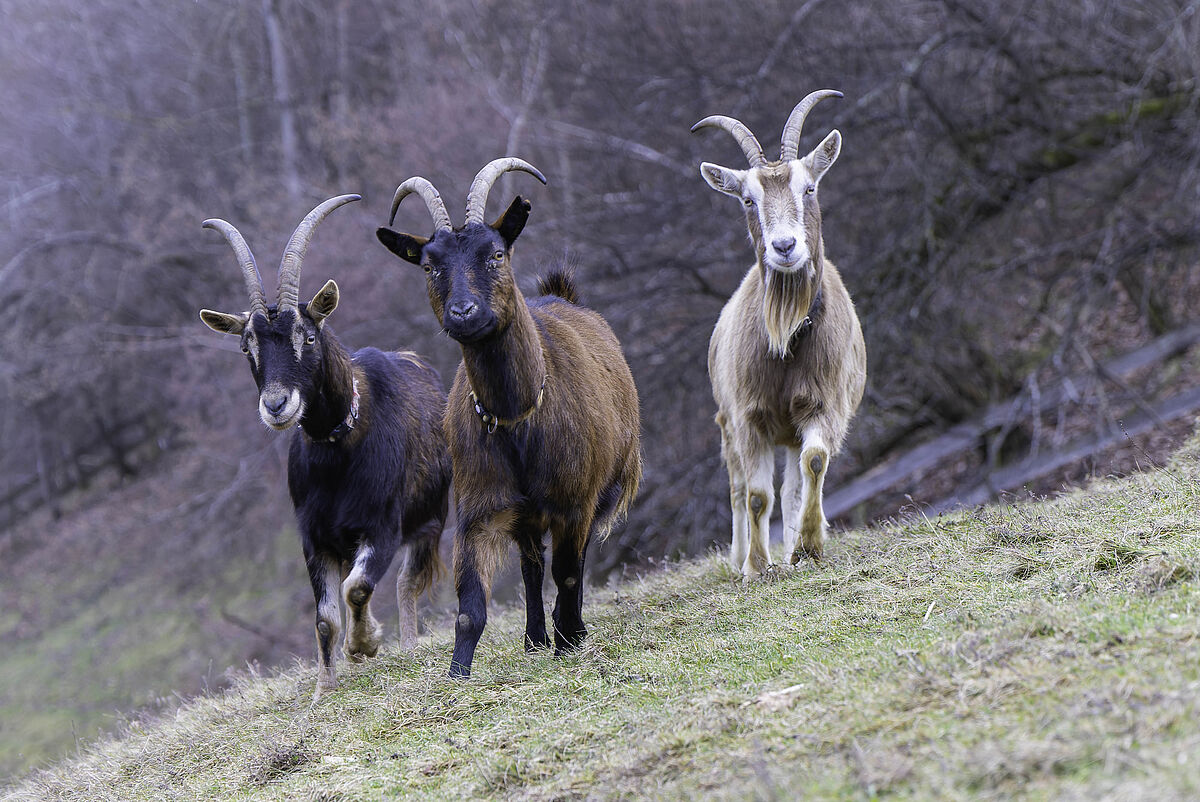 Gnadenhof Tier-Asyl Hübeli