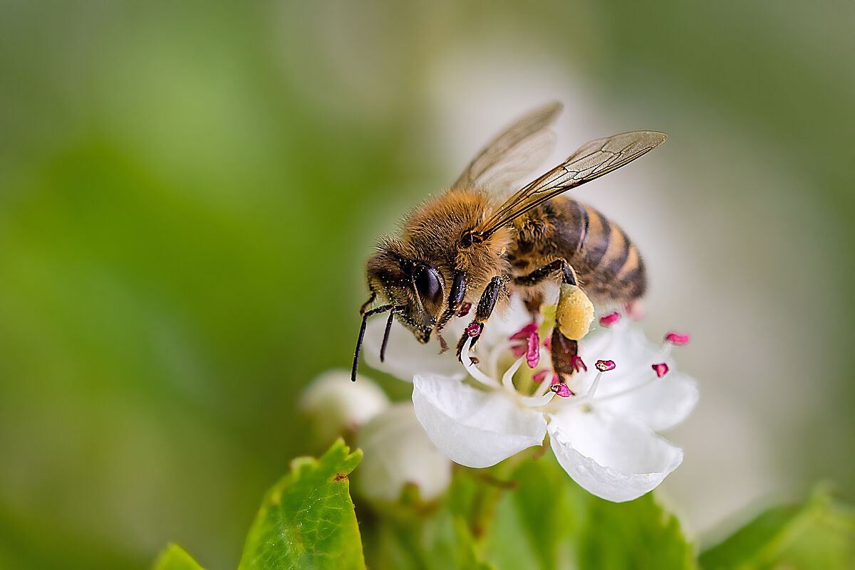 Unsichtbare Tiere Biene