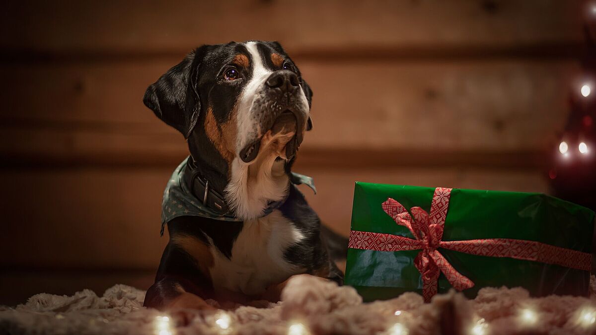 Hund unter Weihnachtsbaum