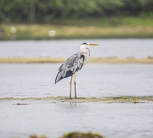 Erste Fall von Vogelgrippe in diesem Winter