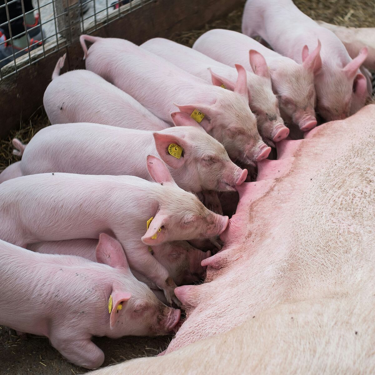 Schweinehaltung