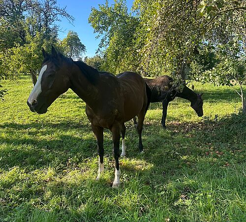 Mi Vida – ein Kämpfer auf vier Hufen