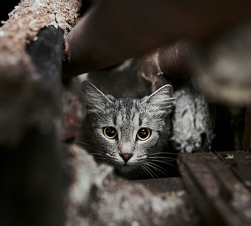 Katzen im Verborgenen – was Kameras uns zeigen