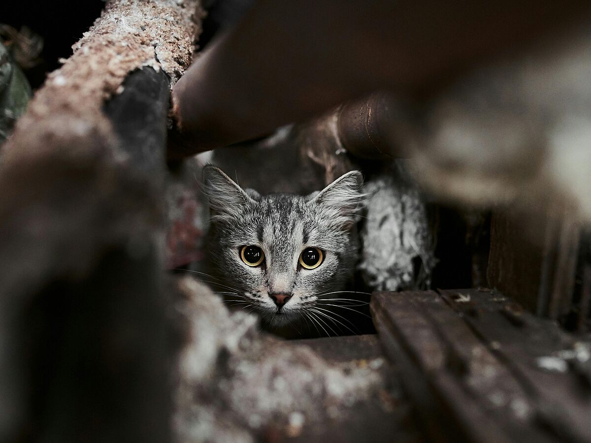 Heimatlose Katze
