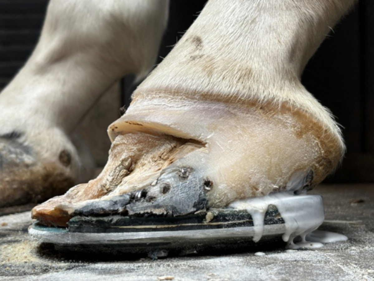 Mi Vida White Line Disease