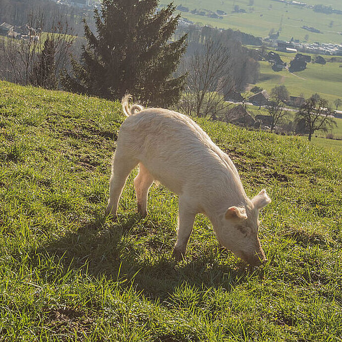 Happy End - Gerettete Schweine erzählen ihre Geschichte